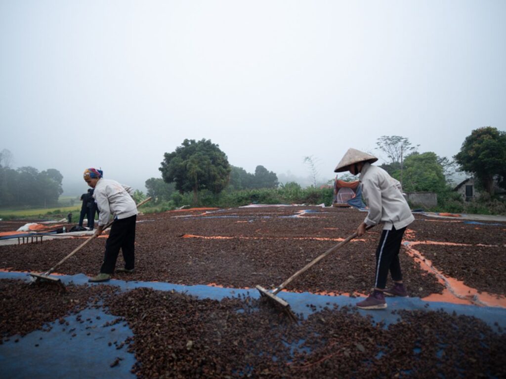 Workers spreading agricultural produce for drying in a rural setting.