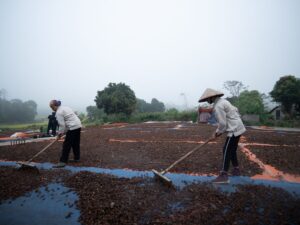 Workers spreading agricultural produce for drying in a rural setting.