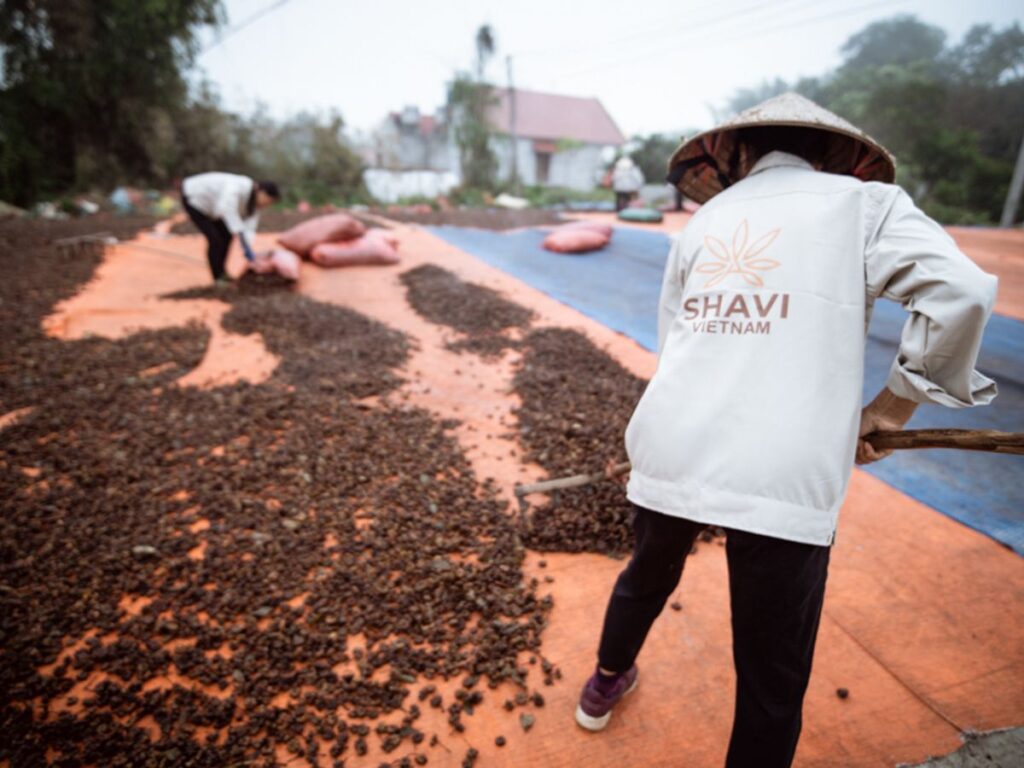 Workers spread out agricultural produce for drying in rural setting.