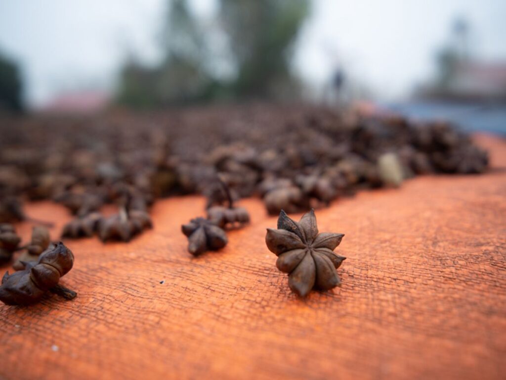Dried star-shaped seed pods spread on an orange surface.