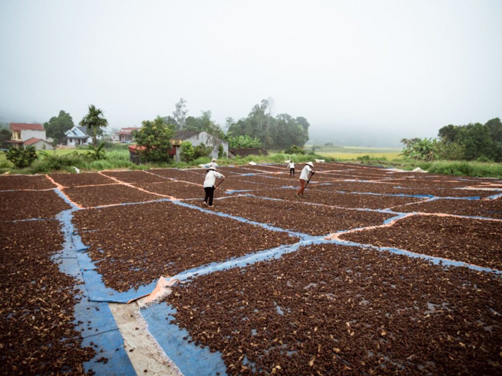 People working on drying agricultural produce in an outdoor setting.