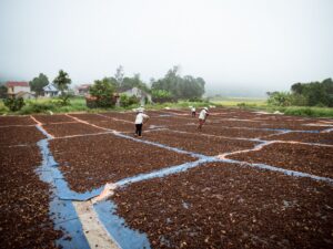 People working on drying agricultural produce in an outdoor setting.