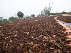 Drying process of agricultural produce on a large tarp outdoors.
