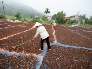 Workers spread out agricultural produce for drying in a rural area.