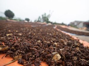 Drying star anise pods spread out on a large cloth.