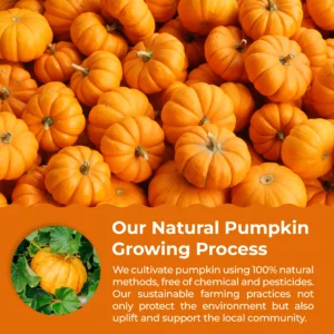 freeze dried pumpkin powder source